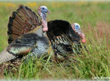 Turkey Photo by Larry Stephens
